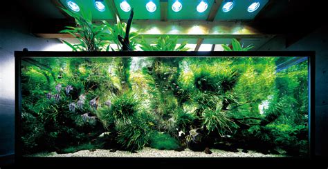 ada aquascape|aquadesignamano .